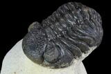 Bargain, Morocops Trilobite - Visible Eye Facets #92320-2